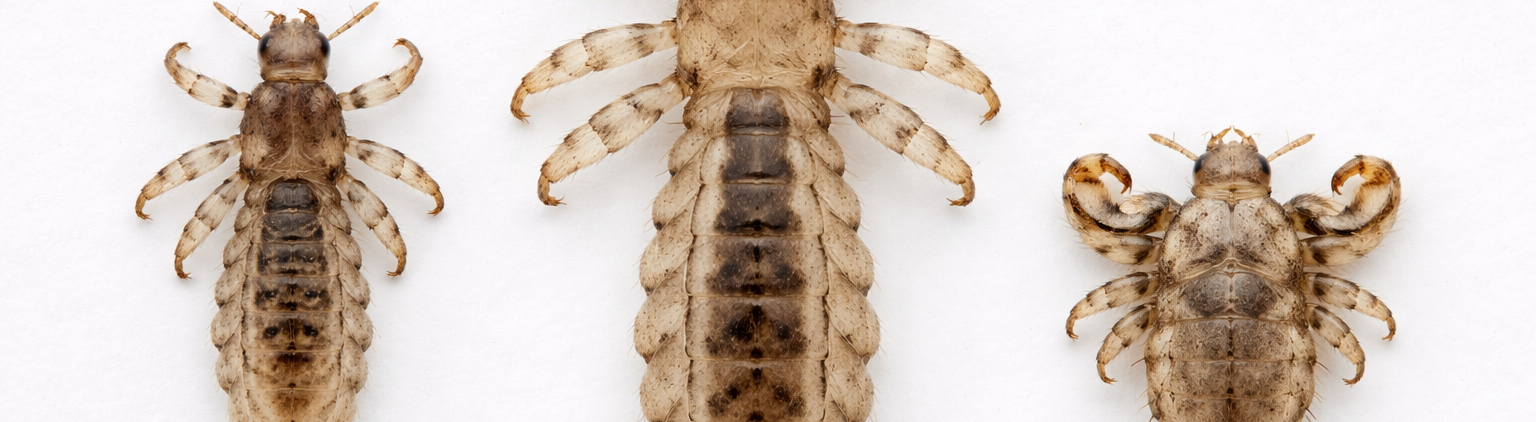 Head, body and pubic lice